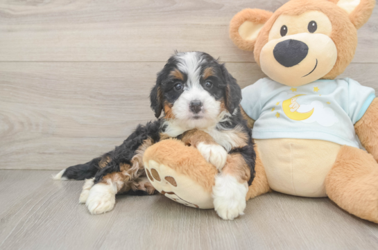 Energetic Mini Bernadoodle Poodle Mix Puppy