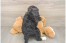 Petite Mini Bernedoodle Poodle Mix Pup
