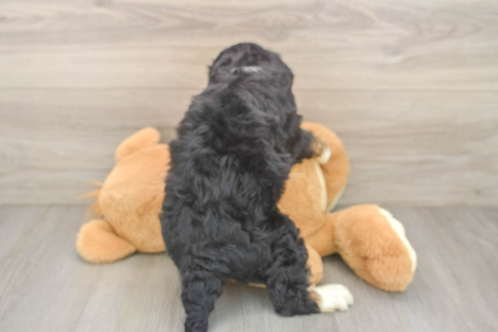 Petite Mini Bernedoodle Poodle Mix Pup
