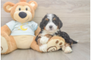 Smart Mini Bernedoodle Poodle Mix Pup