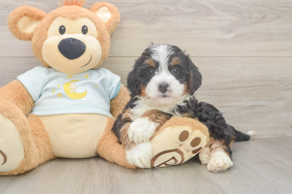 Smart Mini Bernedoodle Poodle Mix Pup