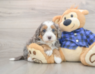 6 week old Mini Bernedoodle Puppy For Sale - Premier Pups