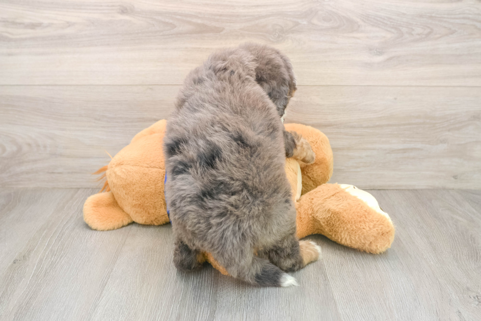 Cute Mini Bernedoodle Baby