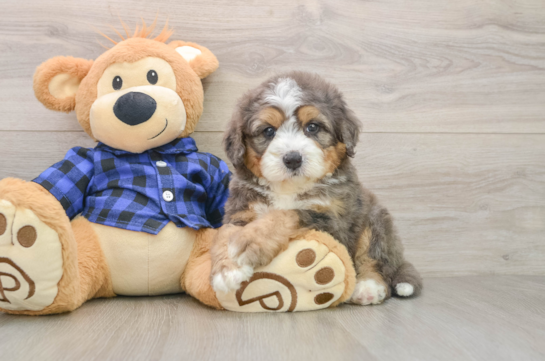 Small Mini Bernedoodle Baby