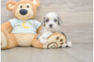 Mini Bernedoodle Puppy for Adoption