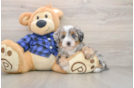 Best Mini Bernedoodle Baby