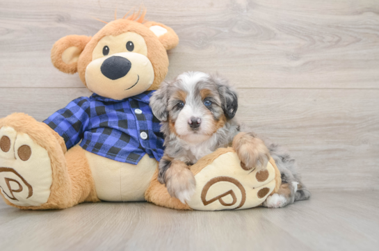 Best Mini Bernedoodle Baby