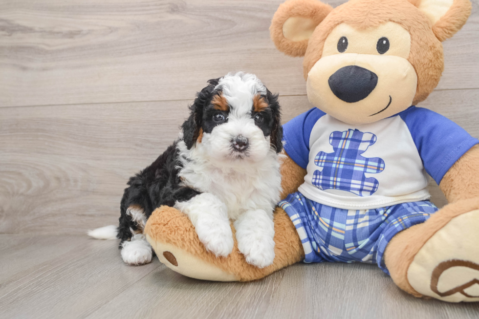 Mini Bernedoodle Pup Being Cute