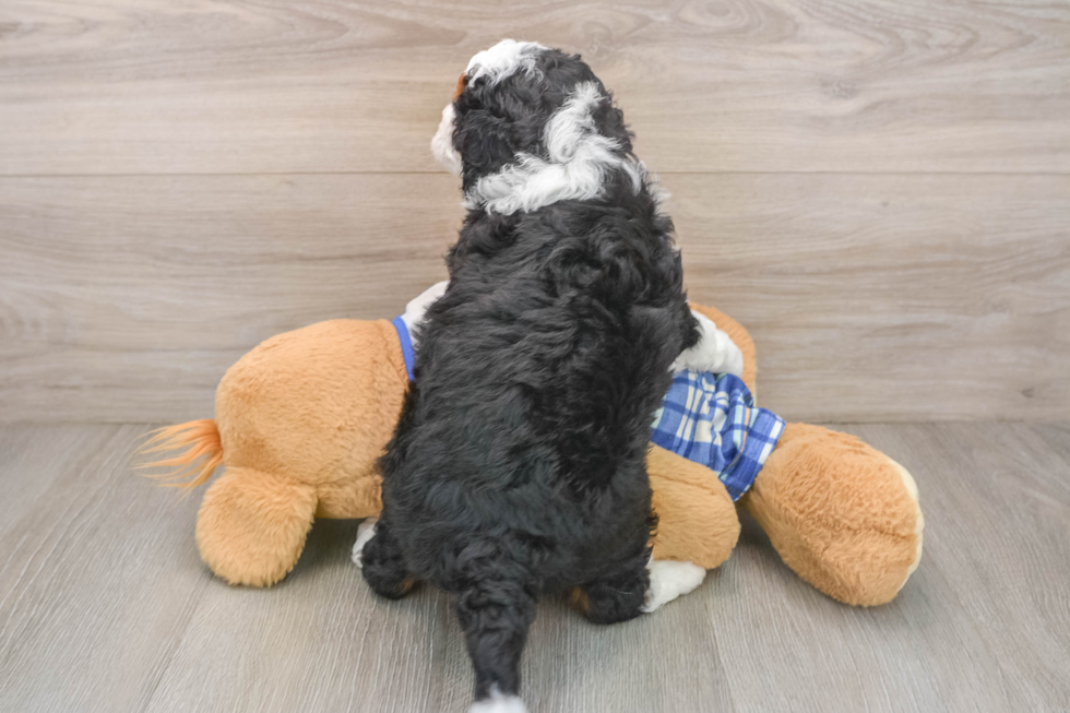 Best Mini Bernedoodle Baby