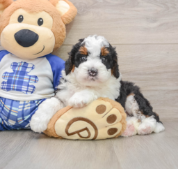 7 week old Mini Bernedoodle Puppy For Sale - Premier Pups