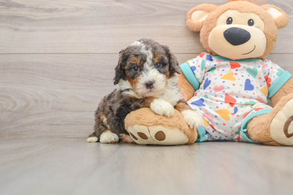 Fluffy Mini Bernedoodle Poodle Mix Pup