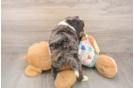 Hypoallergenic Mini Bernadoodle Poodle Mix Puppy