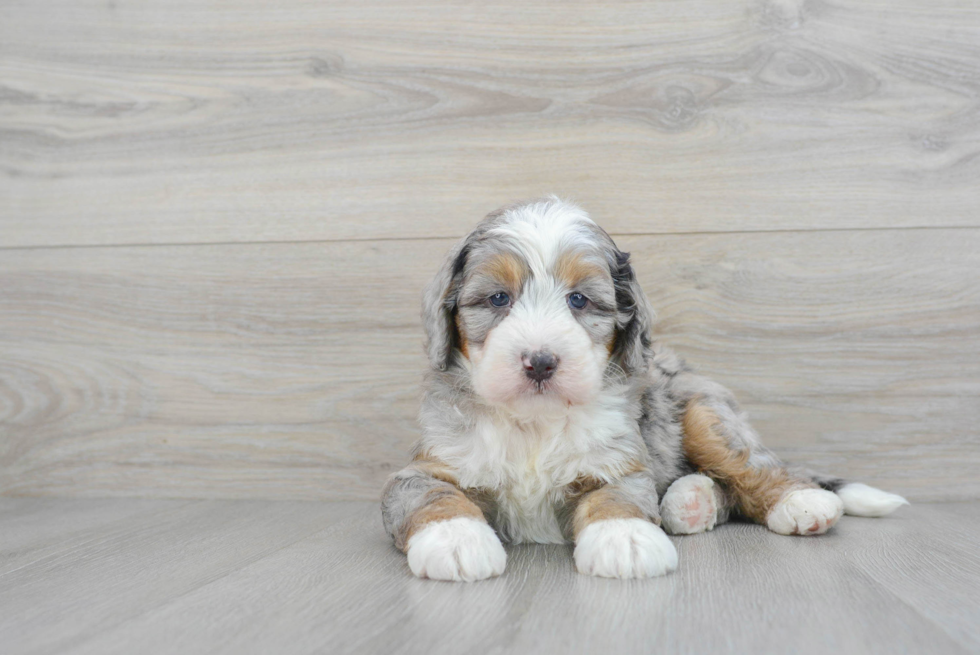 Mini Bernedoodle Pup Being Cute