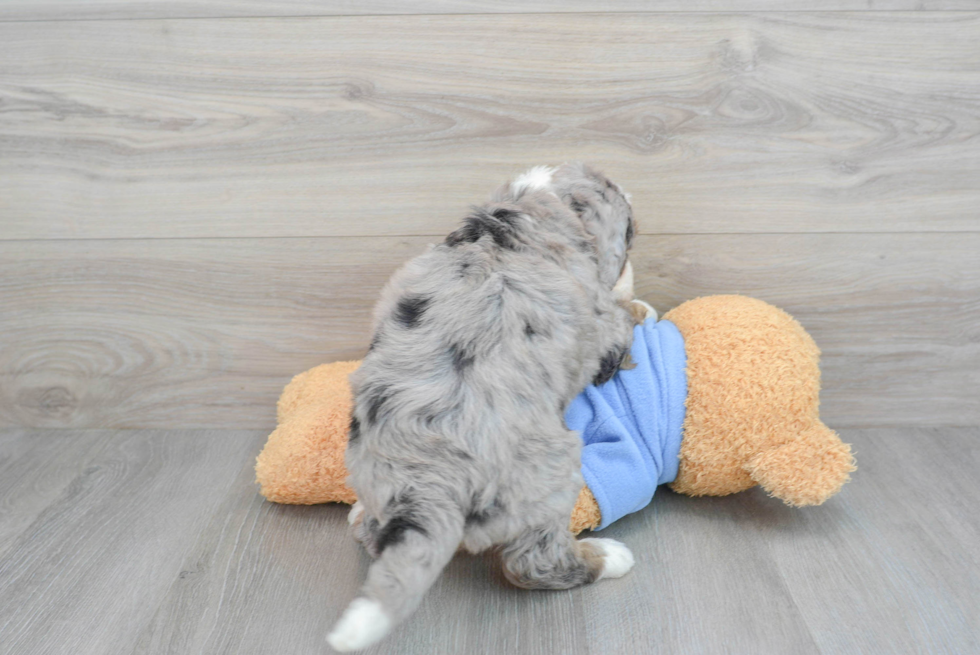 Popular Mini Bernedoodle Poodle Mix Pup