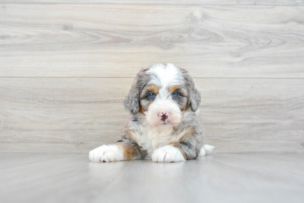 Happy Mini Bernedoodle Baby