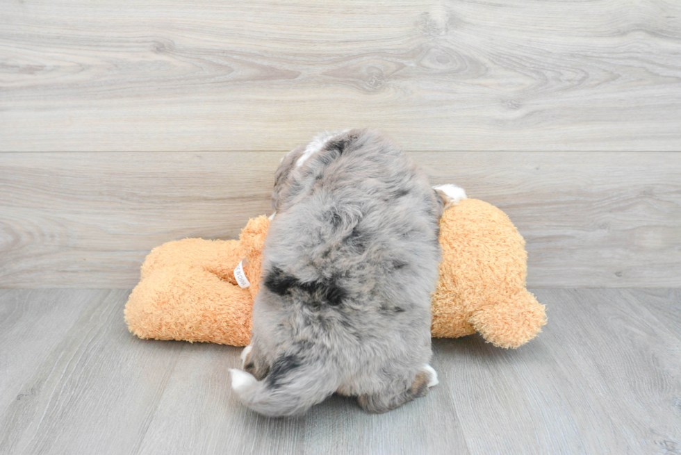 Popular Mini Bernedoodle Poodle Mix Pup