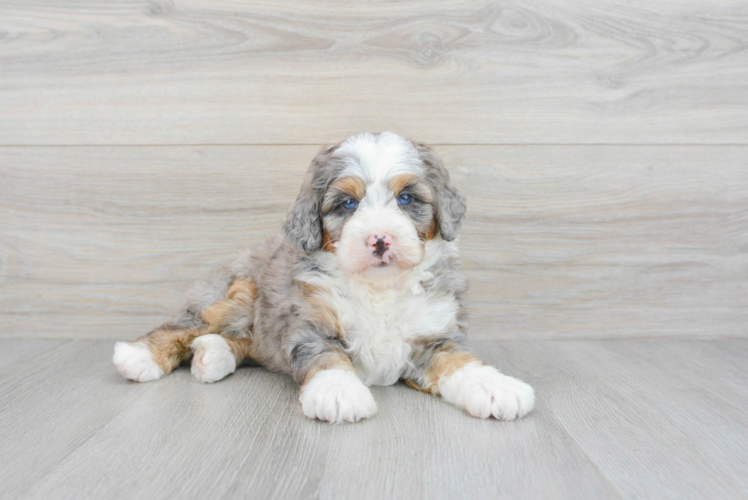 Mini Bernedoodle Pup Being Cute