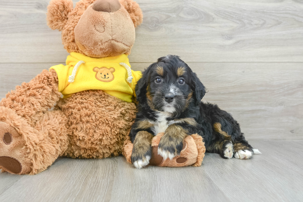 Mini Bernedoodle Pup Being Cute