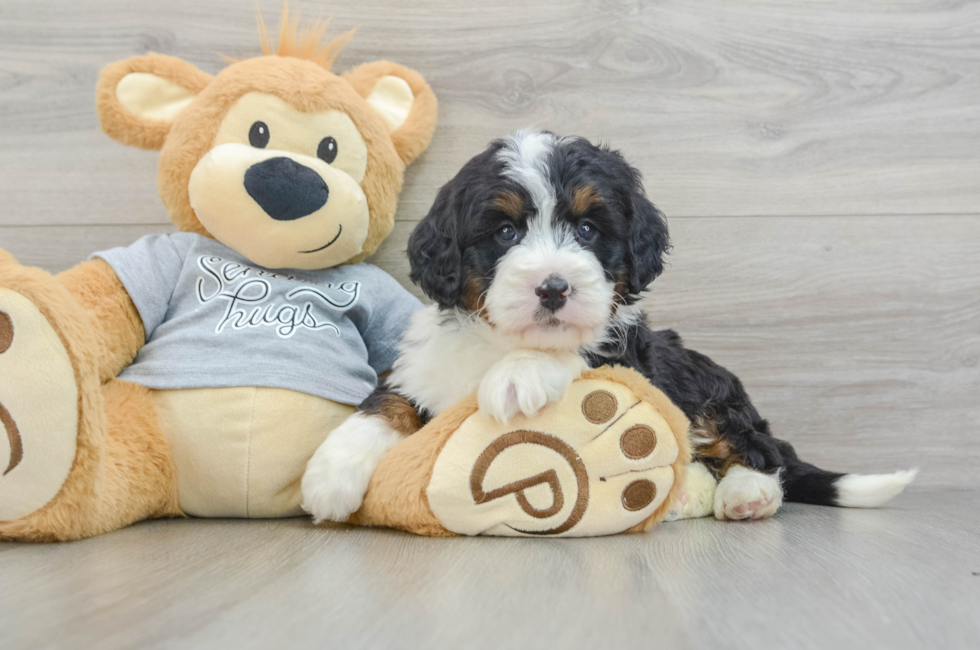 5 week old Mini Bernedoodle Puppy For Sale - Premier Pups