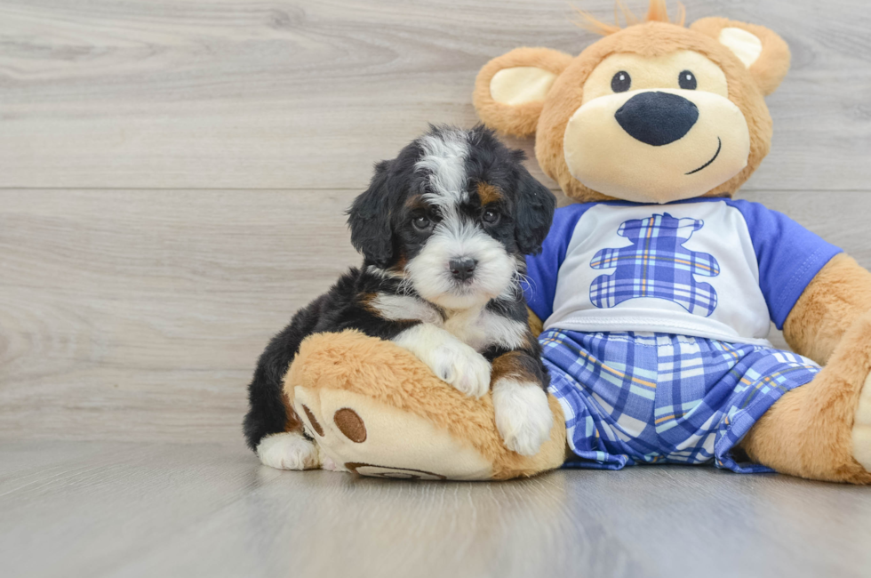 5 week old Mini Bernedoodle Puppy For Sale - Premier Pups