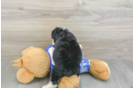 Mini Bernedoodle Puppy for Adoption