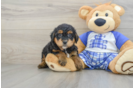 Little Mini Bernese Poodle Poodle Mix Puppy