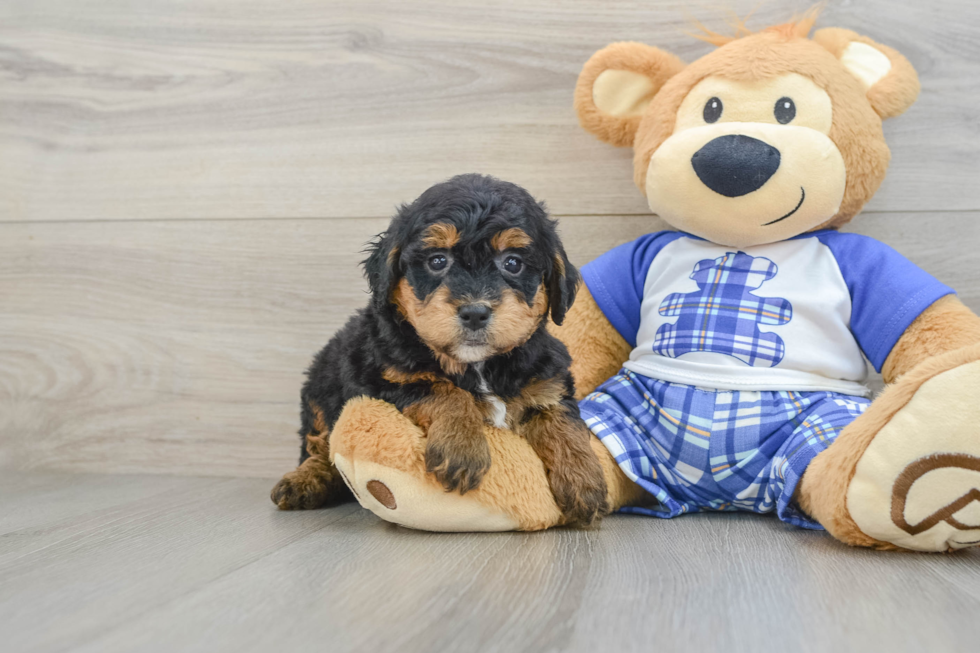 Little Mini Bernese Poodle Poodle Mix Puppy