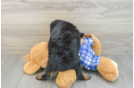 Mini Bernedoodle Pup Being Cute