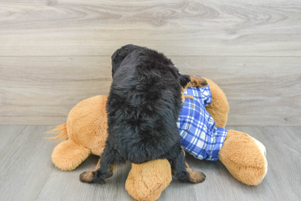 Mini Bernedoodle Pup Being Cute