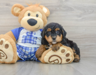 7 week old Mini Bernedoodle Puppy For Sale - Premier Pups