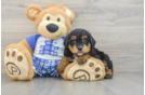 Mini Bernedoodle Puppy for Adoption