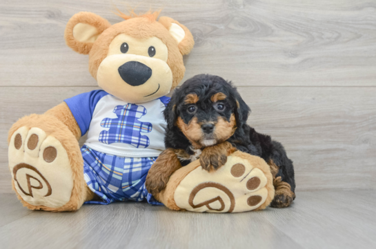 Mini Bernedoodle Puppy for Adoption