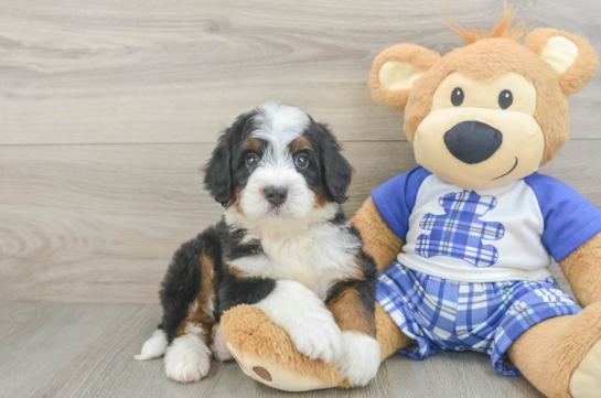 Playful Mini Bernadoodle Poodle Mix Puppy