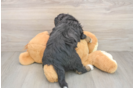 Petite Mini Bernedoodle Poodle Mix Pup