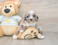 7 week old Mini Bernedoodle Puppy For Sale - Premier Pups