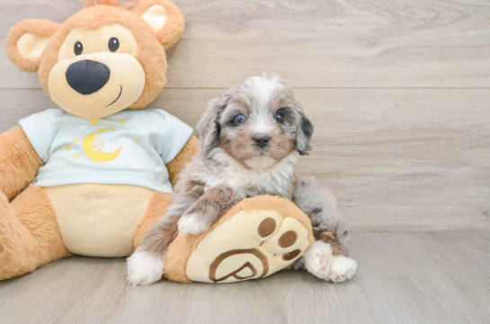 Mini Bernedoodle Puppy for Adoption