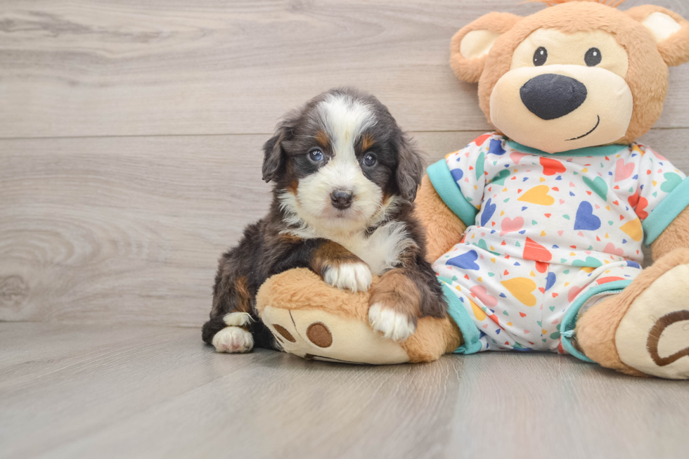 Little Bernese Doodle Poodle Mix Puppy