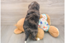 Best Mini Bernedoodle Baby