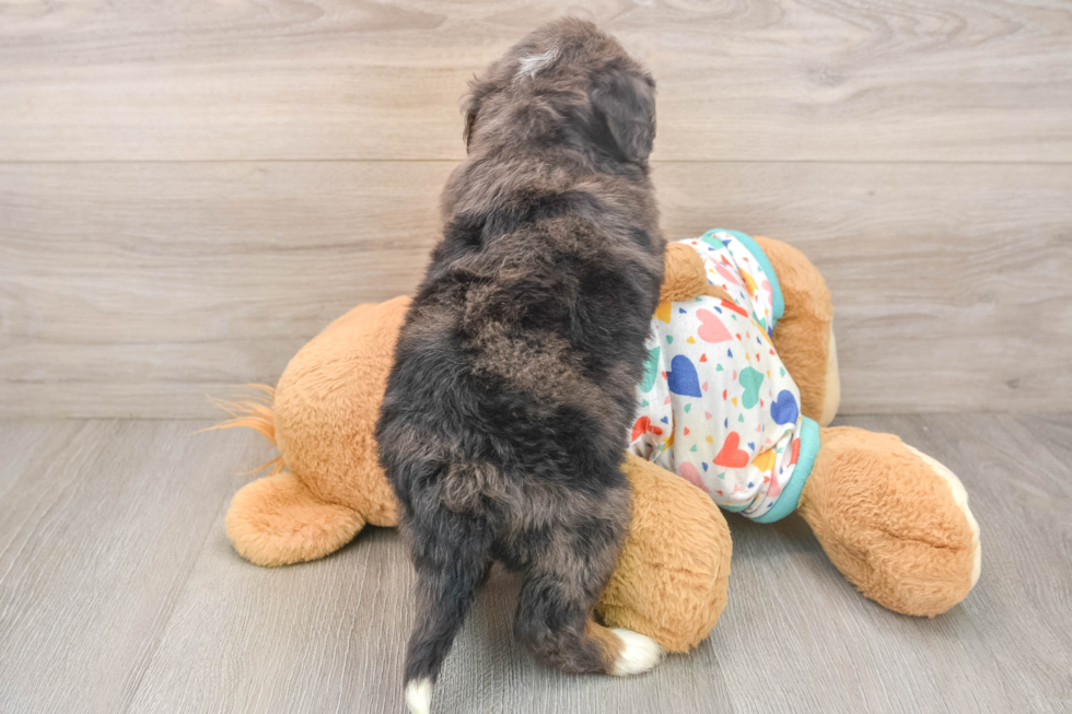 Best Mini Bernedoodle Baby