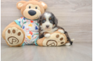 Sweet Mini Bernedoodle Baby