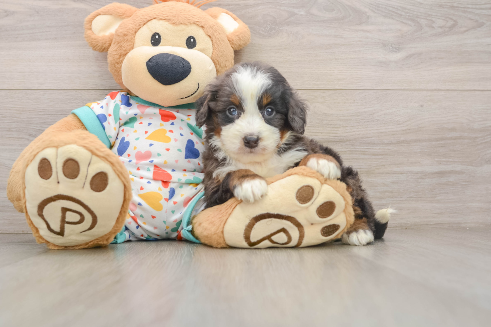 Sweet Mini Bernedoodle Baby