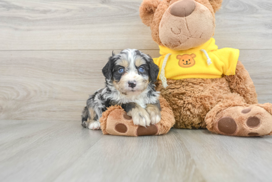 Popular Mini Bernedoodle Poodle Mix Pup