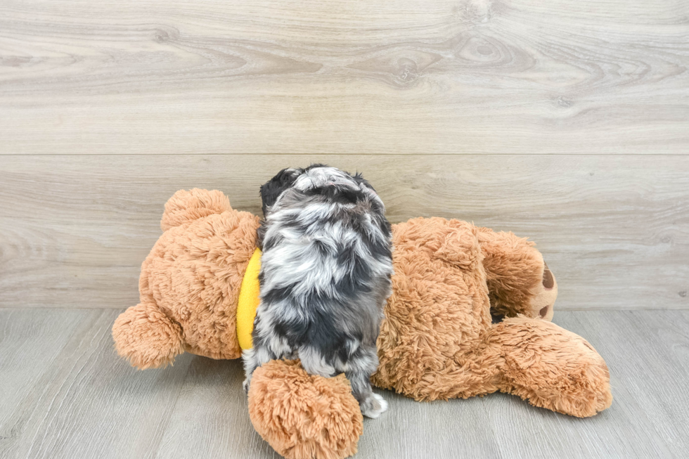 Hypoallergenic Mini Berniedoodle Poodle Mix Puppy