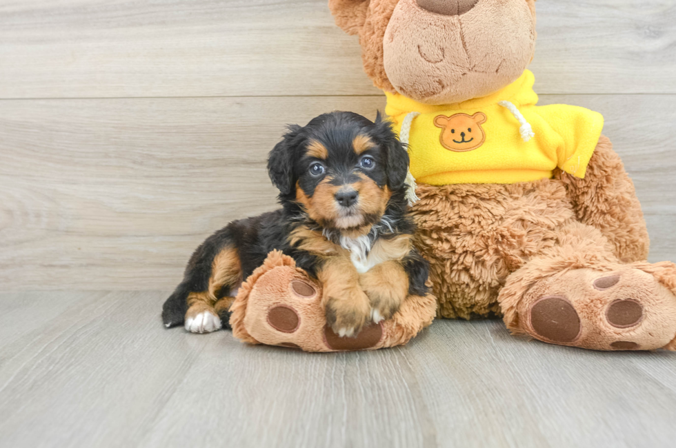 5 week old Mini Bernedoodle Puppy For Sale - Premier Pups