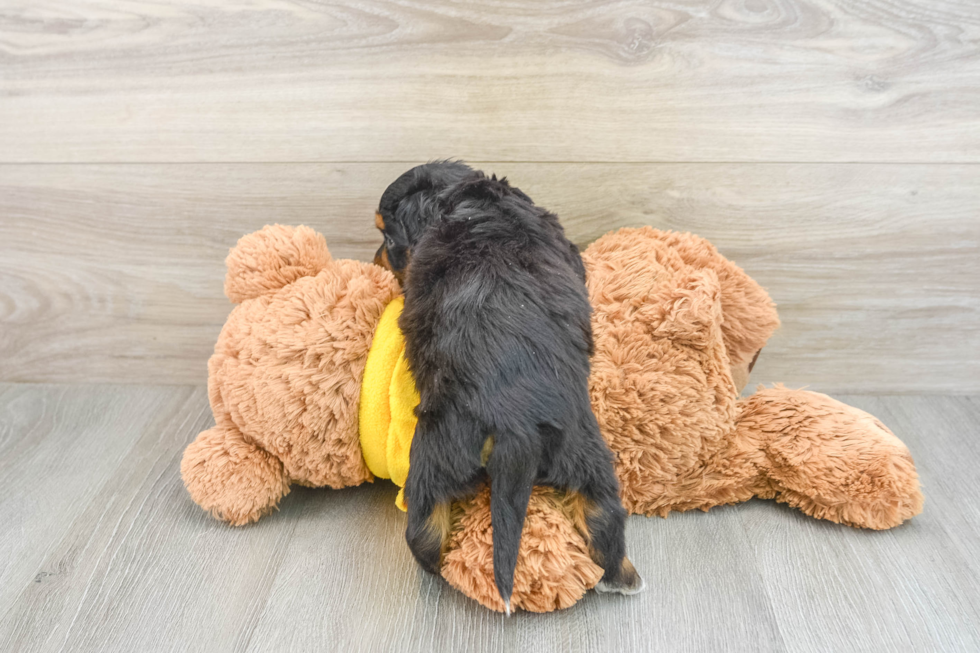 Energetic Mini Bernesedoodle Poodle Mix Puppy