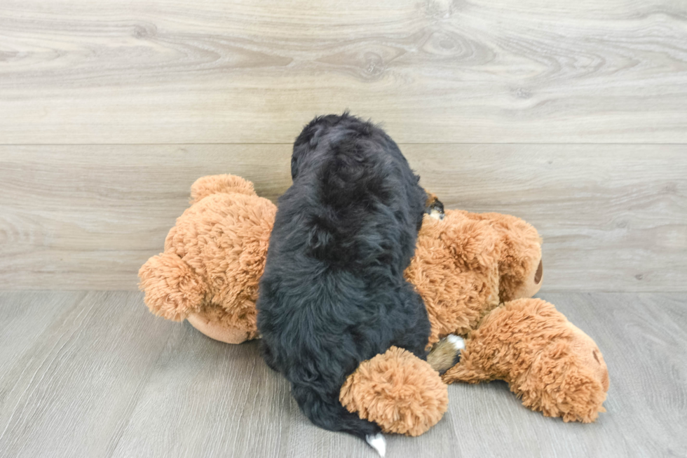 Best Mini Bernedoodle Baby