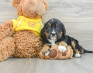 8 week old Mini Bernedoodle Puppy For Sale - Premier Pups