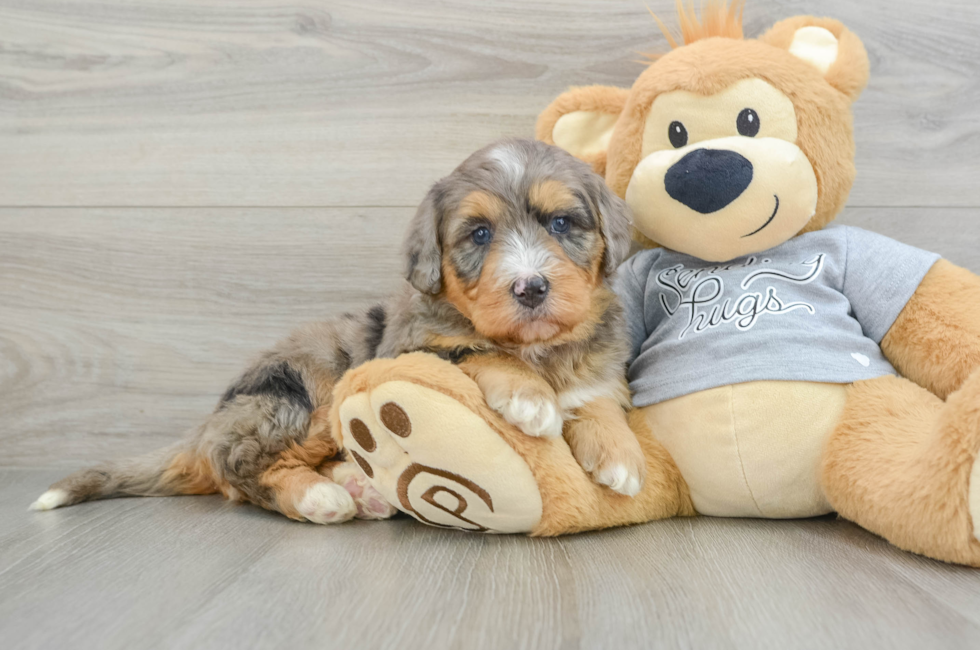 5 week old Mini Bernedoodle Puppy For Sale - Premier Pups