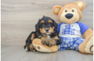 Adorable Mini Berniedoodle Poodle Mix Puppy