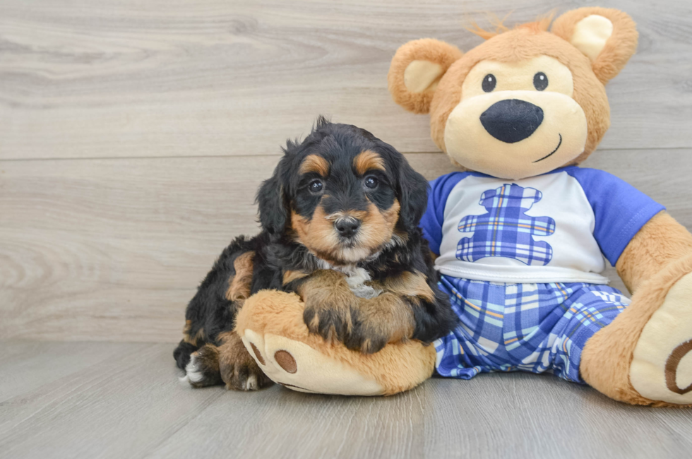 6 week old Mini Bernedoodle Puppy For Sale - Premier Pups